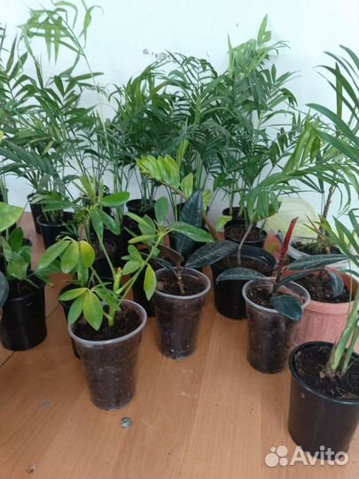 Комнатные цветы