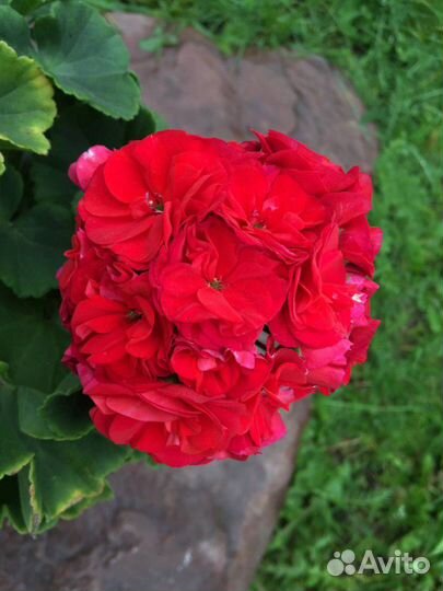 Пеларгония герань