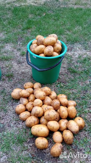 Картофель едовой Картофель семенной