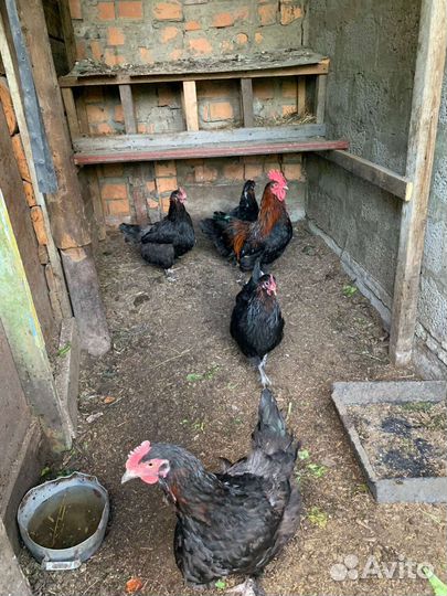 Инкубационные яйцо породистых кур, цыплята