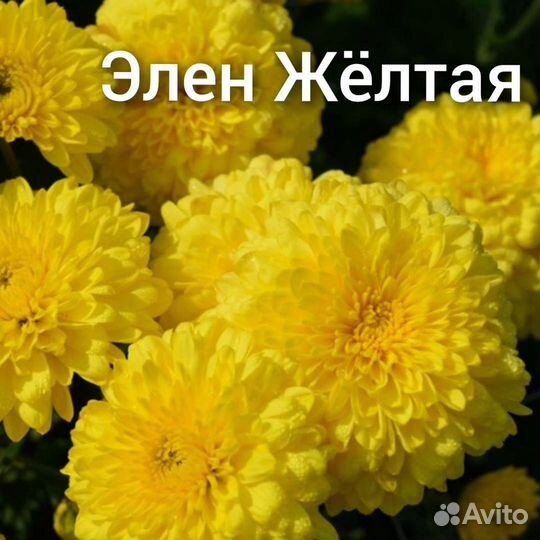 Хризантема