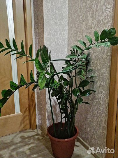 Замиокулькас