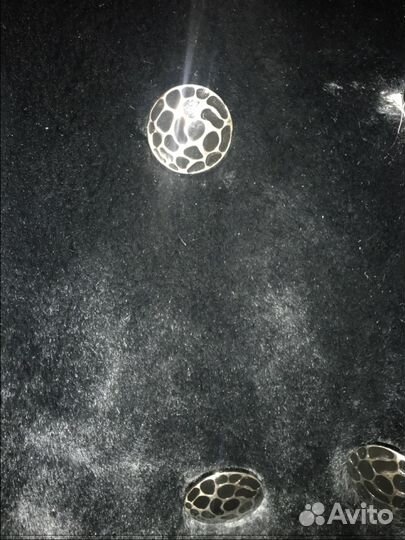 Женская Чернобурка цельная шуба