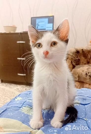 Котёнок Бендер из знаменитого видео - мема