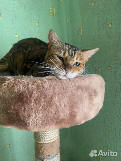 Кошка бенгальская в добрые руки