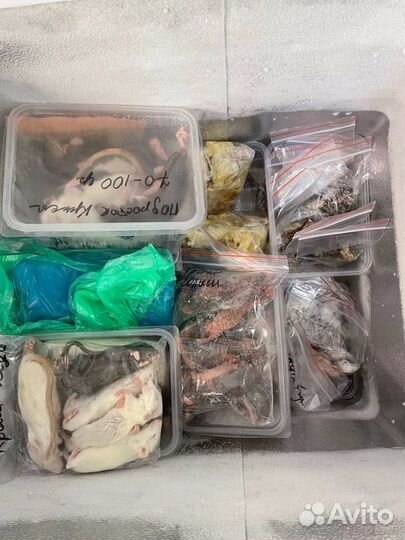 Кормовые мыши заморозка