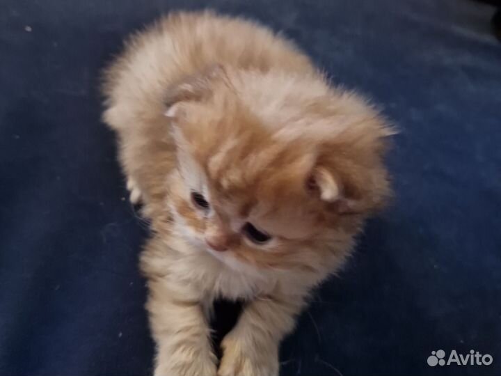 Вислоухий шотландский чучундренок