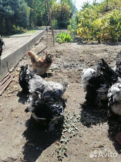 Куры петухи