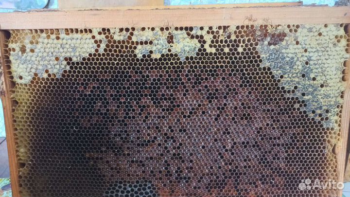 Медово перговая рамка