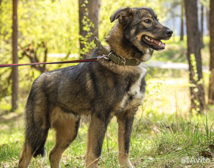 Альфа - стерильная собачка, 7 мес на охрану в дар