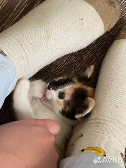Котята ищут дом