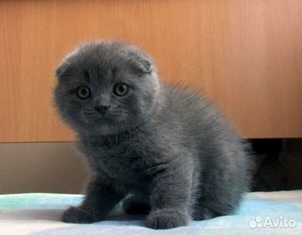 Шотландские вислаухие мальчики