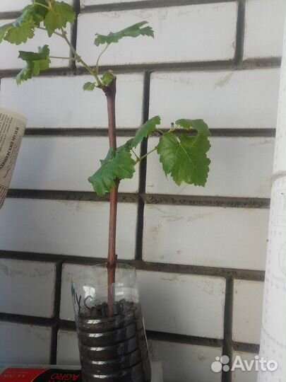 Молодые саженцы малины,сливы,клубники,винограда