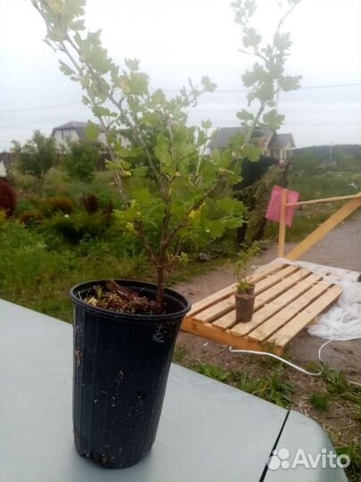 Саженцы бесшипого крыжовника зкс