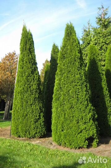 Саженцы туи