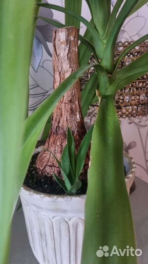 Пальма юкка вместе с горшком