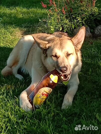 Собака в добрые руки