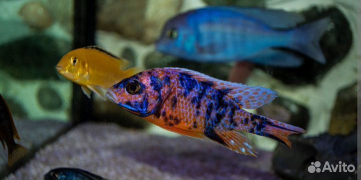 Взрослые цихлиды малави