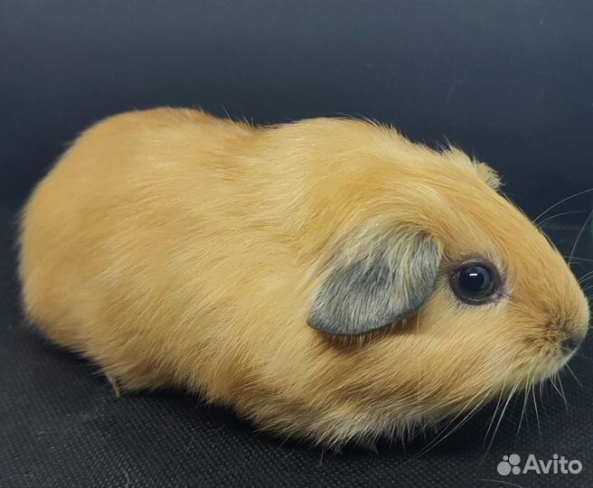 Морская свинка