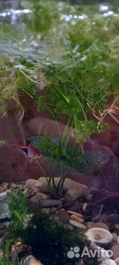 Аквариум с рыбками