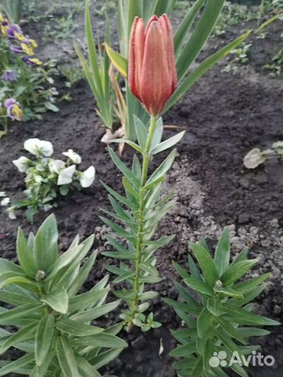 Лилия детки на цвету