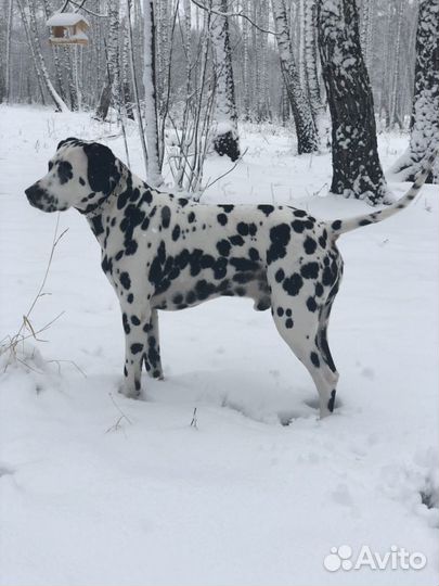 Вязка собаки далматин