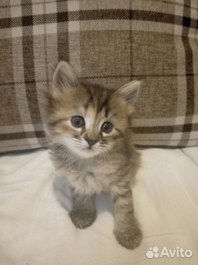 Котята