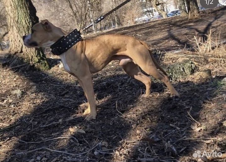 Щенки питбуля,с документами