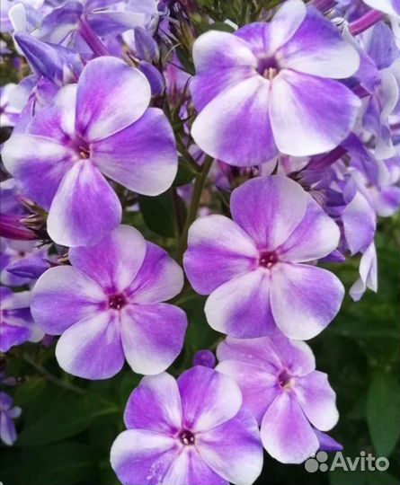 Флоксы цветы