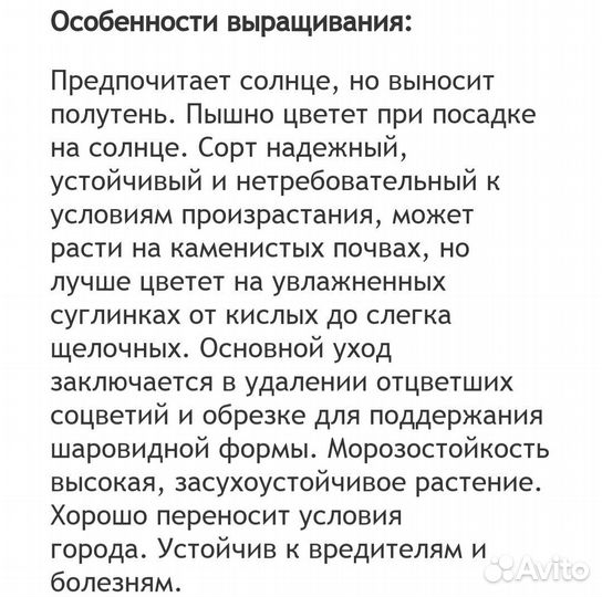 Спирея березолистная 