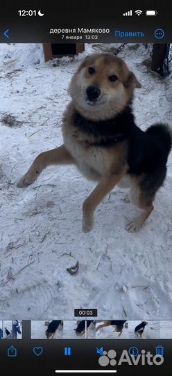 Собака