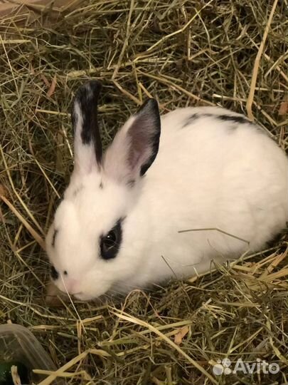 Отдадим кролика в добрые руки