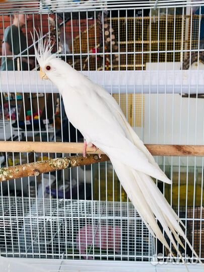 Попугай Корелла альбинос