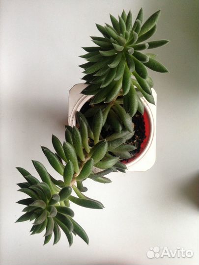 Каланхоэ, суккуленты