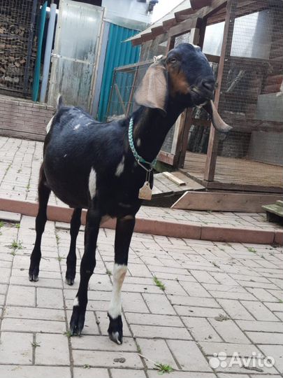 Англо нубийский козлик