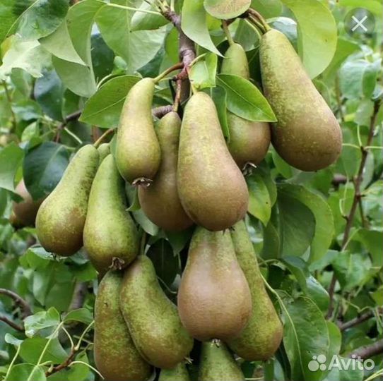 Саженцы груш конференция и др