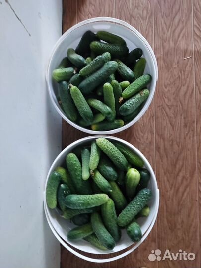 Огурцы