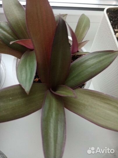 Традесканции