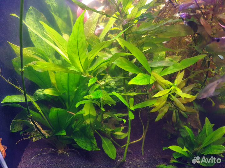 Аквариумные растения