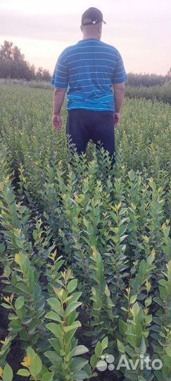 Кизильник блестящий