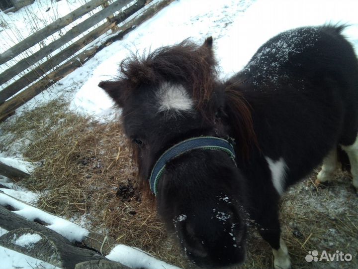 Продам пони Лаура