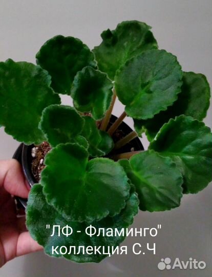 Сортовые фиалки