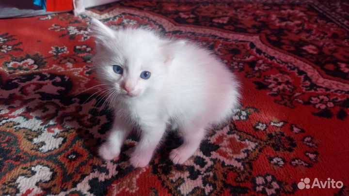 Отдам котят
