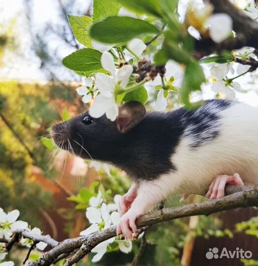 Крыса/крысята