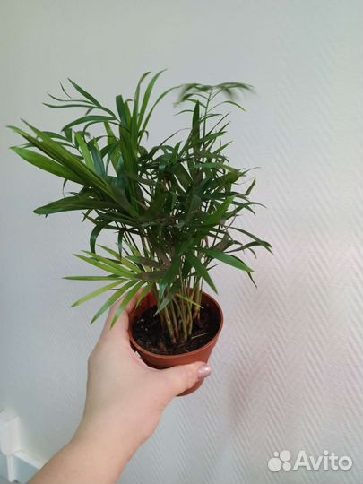 Пальма хамедорея