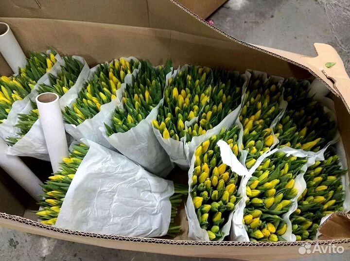 Тюльпаны опт разные цвета