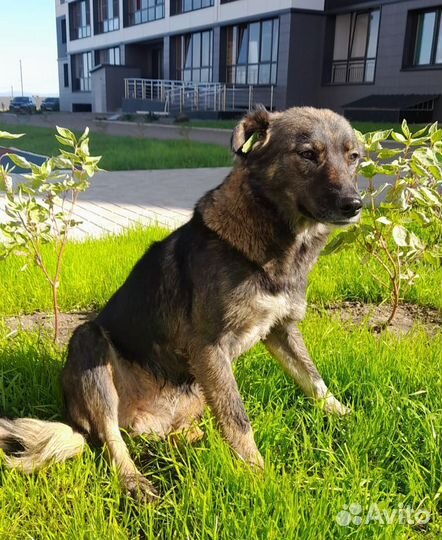 Отдам бесплатно собаку