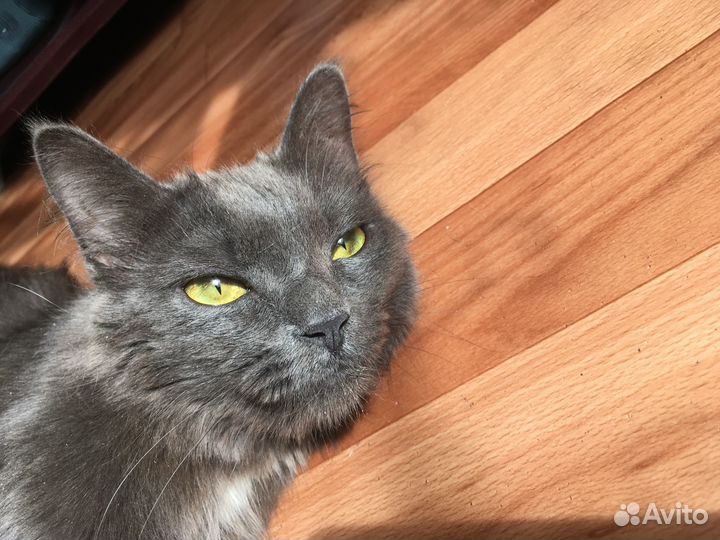 Красотка в добрые руки