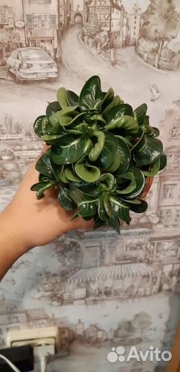 Адениумы барашки