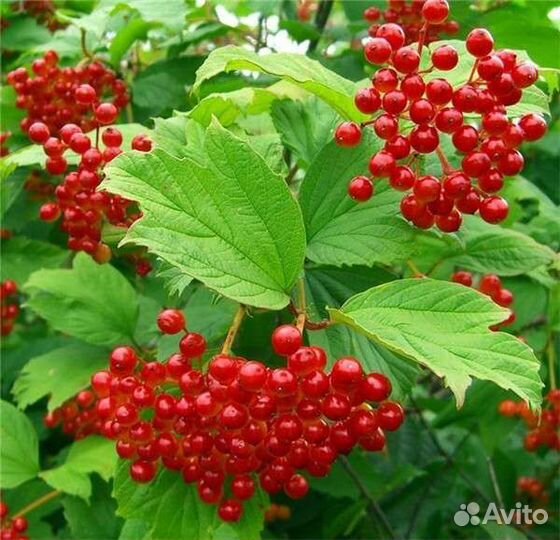 Саженцы калины садовой